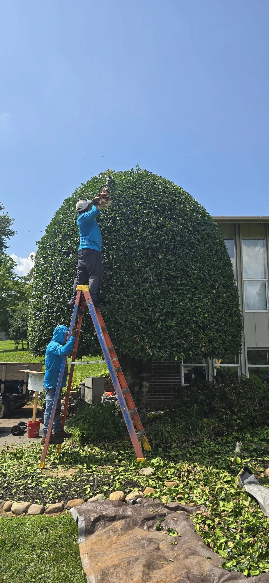 Crew member on a ladder shaping a tall holly tree