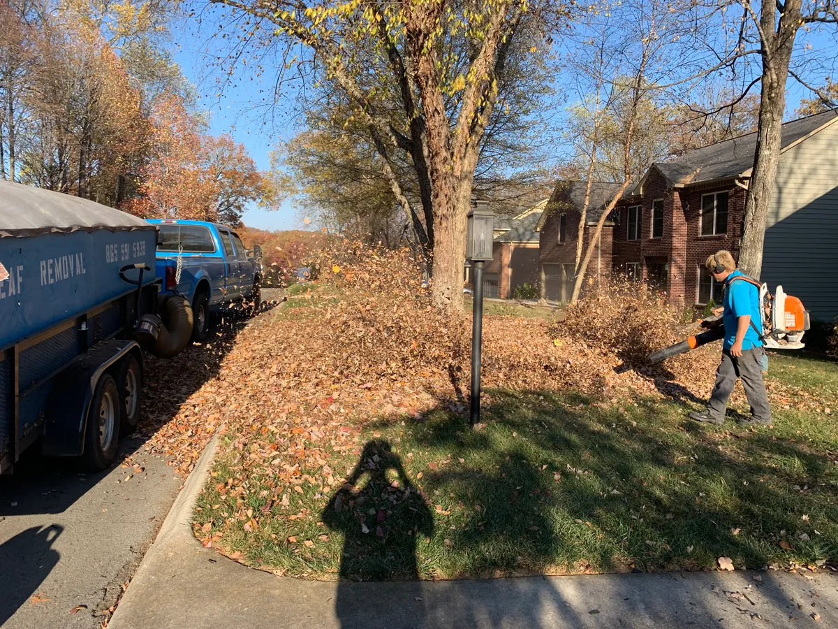 Leaves cleared from a front lawn under mature trees