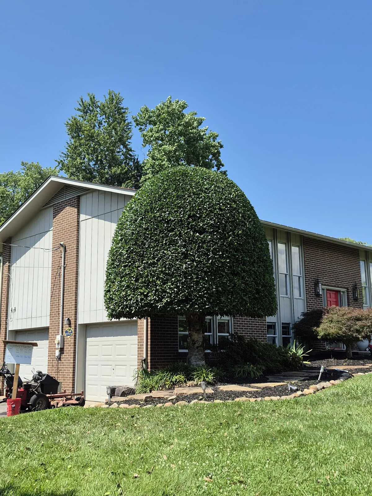 Large holly trimmed into a rounded shape beside a house